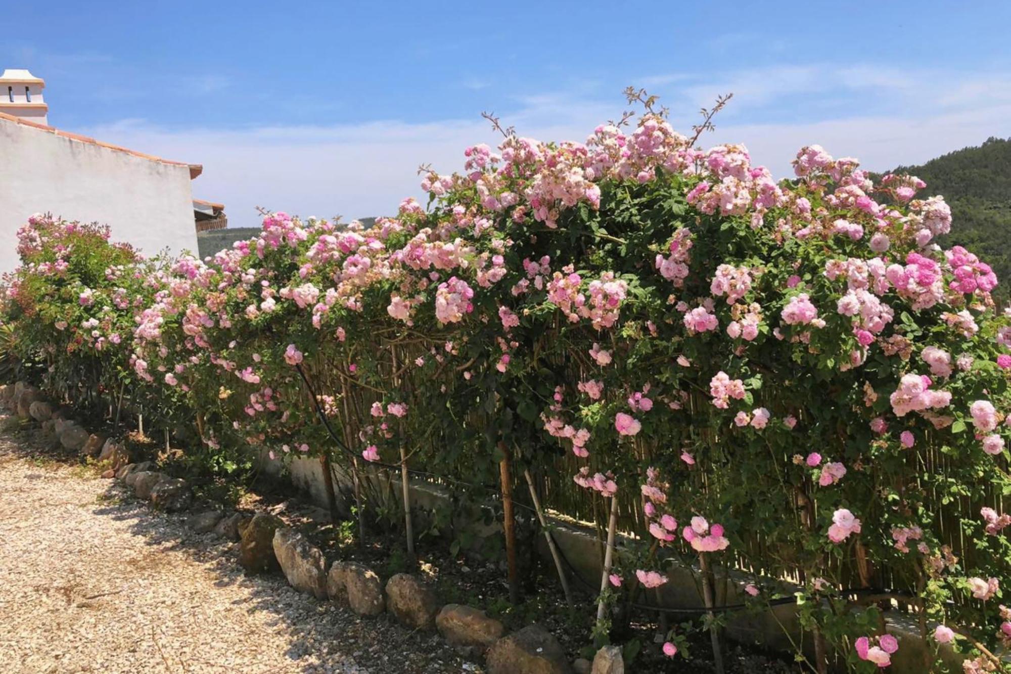 Casas Da Tia Alice - Casas De Campo Encantadoras Em Mafra Kültér fotó